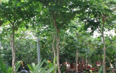 Bulnesia arborea