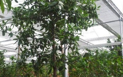 Calophyllum brasiliensis