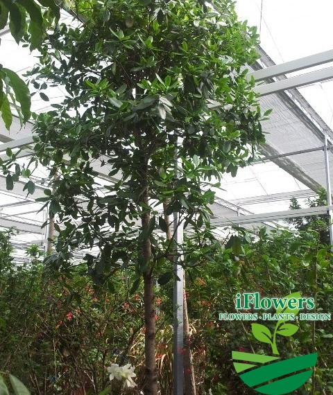 Calophyllum brasiliensis