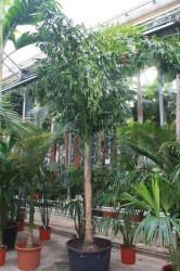 Caryota urens