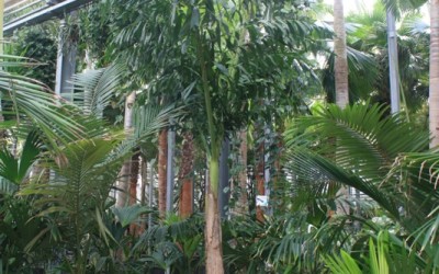 Caryota urens
