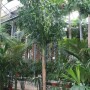 Caryota urens