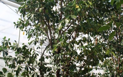Clusea rosea