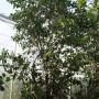 Clusea rosea