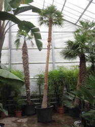 Coccothrinax Alta