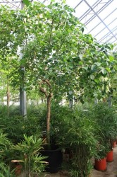 Cordia goeldiana