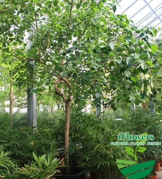 Cordia goeldiana