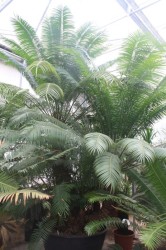 Cycas Rumphii