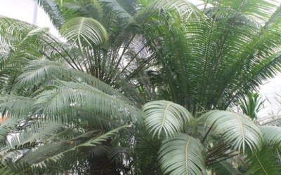 Cycas Rumphii