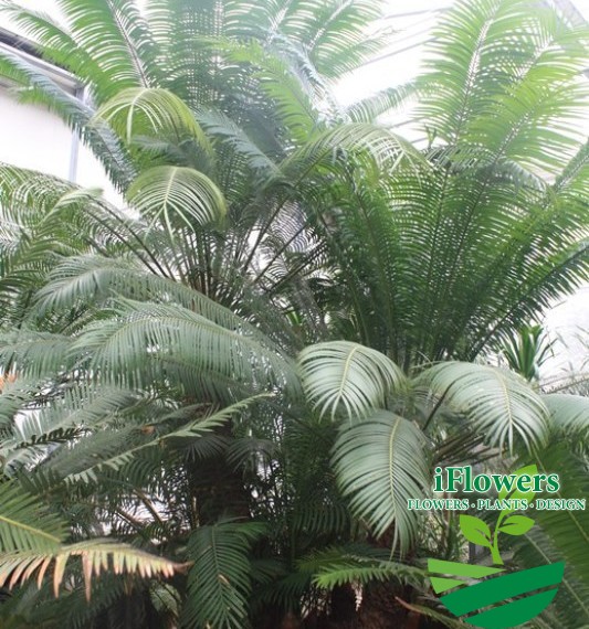 Cycas Rumphii