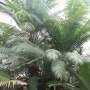 Cycas Rumphii