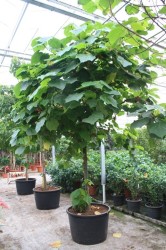 Dombeya