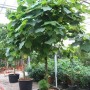 Dombeya