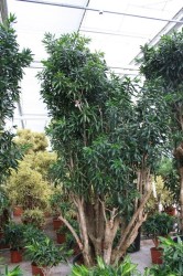 Dracaena Song of Jamaica