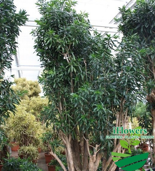 Dracaena Song of Jamaica