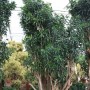 Dracaena Song of Jamaica