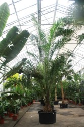Elaeis guineensis