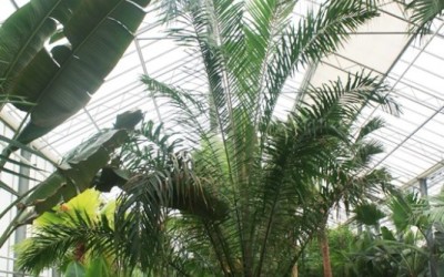 Elaeis guineensis