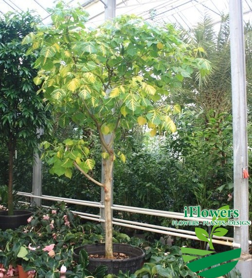 Erytrina variegata