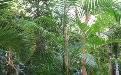 Euterpe edulis