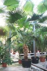 Livistona chinensis