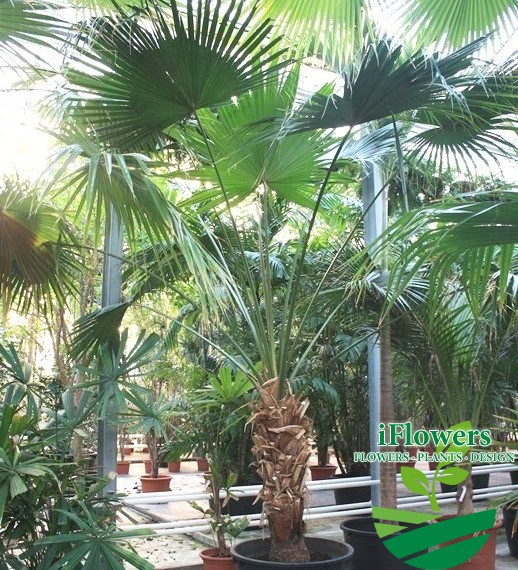 Livistona chinensis