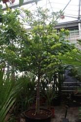 Manilkara zapota