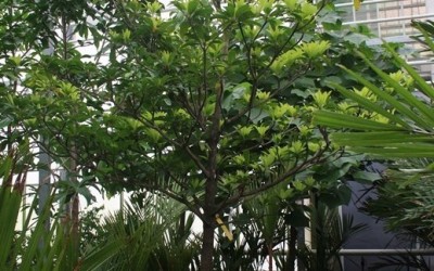 Manilkara zapota