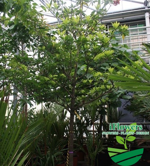 Manilkara zapota