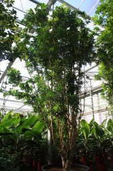 Murraya paniculata