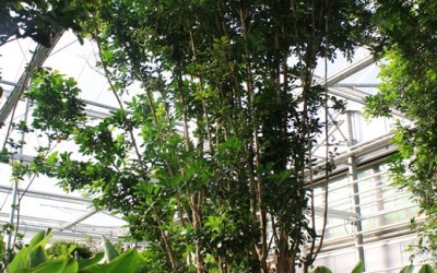Murraya paniculata