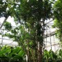 Murraya paniculata