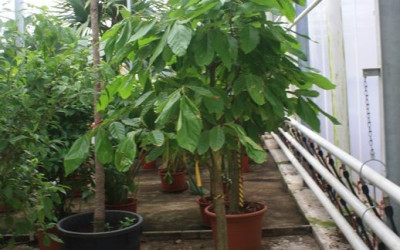 Quararibea funebris