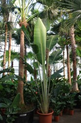 Ravenala madagascariensis