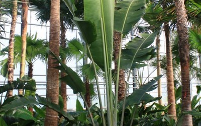 Ravenala madagascariensis