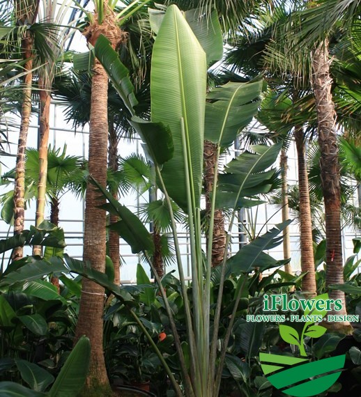 Ravenala madagascariensis