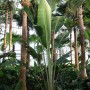Ravenala madagascariensis
