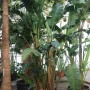 Strelitzia augusta