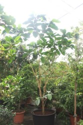Tabernaemontana pachysiphon