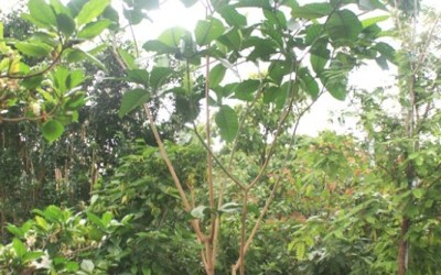 Tabernaemontana pachysiphon