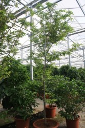 Tamarindus indica
