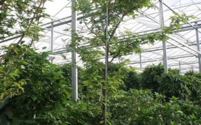 Tamarindus indica
