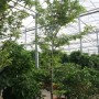 Tamarindus indica