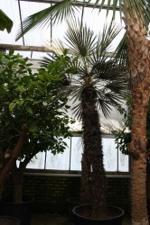 Trithrinax