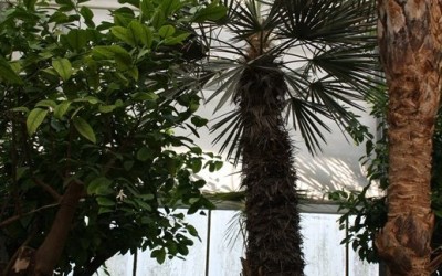 Trithrinax