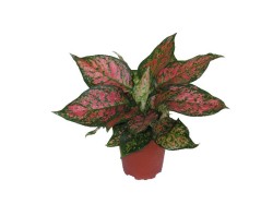 aglaonema-red-valentine1