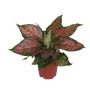 aglaonema-red-valentine1