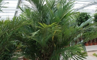 Arenga englerii