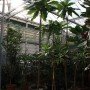 Barringtonia racemosa