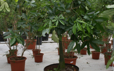 Bombax Glabra